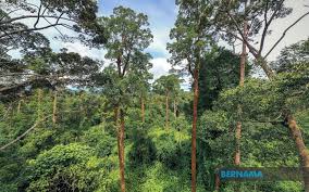 Harga kayu meranti 2021 jenis reng usuk dan kaso. Bernama Hutan Bukan Untuk Hasilkan Kayu Balak Semata Mata Km Sabah