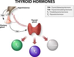 Thyroid Gland And Thyroid Hormones Mydr Com Au
