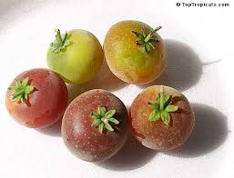 Image result for Dovyalis abyssinica