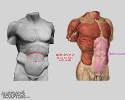 There are around 650 skeletal muscles within the typical human body. Pin On Referance