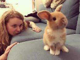 Get pet sitters, groomers, dog walkers and pet boarding near you. Pet Sitter In Berlin Germany Berlin Berlin Dog And Bunny Sitting And Walking Service Petbacker Berlin