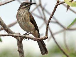 Image result for Melhania forbesii