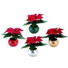 Self Watering Mini Poinsettias Each Bulb Holds Water To Keep Your Plant Happy Christmas Gifts For Coworkers Poinsettia Centerpiece Christmas Crafts