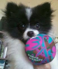 Black And White Pomsky Puppy Gallery For Black And White Parti Pomeranian Puppies Pomeranian Puppy Pomeranian Chihuahua Mix Parti Pomeranian