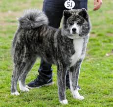 Hiddencascade Akita Dog Japanese Dogs Cute Animals