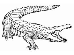 The newest in fidget toys sold out sold out sold Crocodile Coloring Page Coloring Pages For Kids