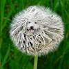 25+ beautiful black puli dog pictures and photos. 1