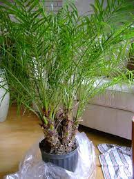 Growing Date Palms Indoors Palm House Plants Plants House Plants