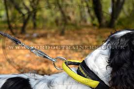Originally, english springer spaniels were born in the same litters with cocker spaniels. Best Collar For Springer Spaniel Nylon Dog Collar With Handle 27 68