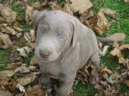 Silver and charcoal kennels is a premium breeder for silver labrador retriever puppies. Silverwater Labradors We Sell Silver Charcoal Fox Red Chocolate Labradors Silver Labs