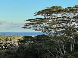 Image result for Albizia forbesii