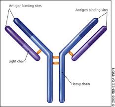 Protein electrophoresis of blood and urine (bence jones protein): Multiple Myeloma Diagnosis And Treatment American Family Physician