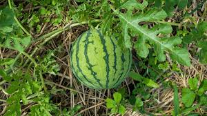 Image result for Citrullus lanatus