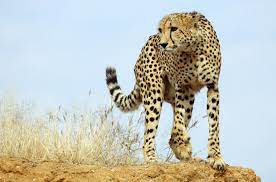Gepard Wikipedia