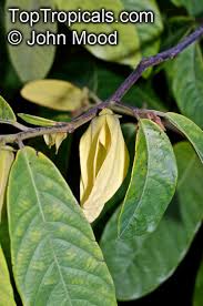 Image result for Friesodielsia