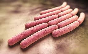 Image result for Shigella