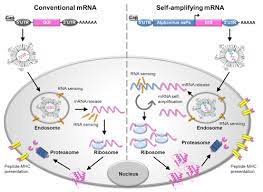 Mrna is an important messenger, carrying the instructions for life from dna to the rest of the cell. Mrna As A Transformative Technology For Vaccine Development To Control Infectious Diseases Molecular Therapy