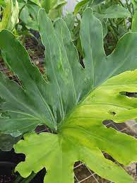 A selloum does grow a trunk as it matures, but the huge drooping leaves usually hide it. Xxl Philodendron Selloum Variegated Plant In 8 Pot Variegated Plants Philodendron Plants