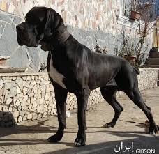 Gibson From Iran Greatdane Great Dane Dogs Dane Dog Great Dane