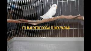 1 tl maliyetle dogal tunek yapimi muhabbet kusu papagan kafes kuslari muhabbet kuslari papagan kusu
