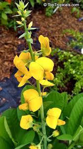 Image result for Crotalaria oocarpa