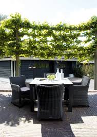 Order cheap patio plants available to buy online in the uk. Keep Prying Eyes Privacy Patio With Plants Interior Design Ideas Ofdesign