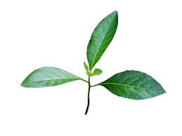 Image result for Vernonia amygdalina