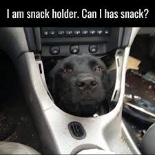 34 Adorable Animal Pictures So Funny You Ll Lol Cute Animals Cute Funny Animals Funny Animals