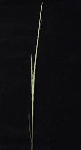 Image result for Rhytachne