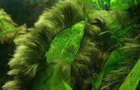 We are pioneers in neuroscience. Pinselalgen Im Aquarium Bekampfen