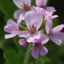 Image result for Pelargonium graveolens