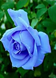 Light Blue Rose Rose Seeds Black Rose Flower Blue Roses