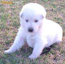 White German Shepherd Puppies For Sale