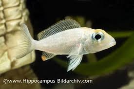 Image result for Macrotyloma daltonii