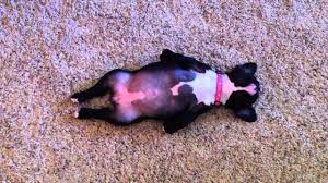 It is a perfectly normal question to ask and i definitely researched this. Funny French Bulldog Puppy Sleeping Youtube