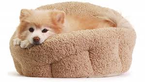 We did not find results for: Holiday Gift Guide Best Dog Accessories For 2020 Dogtime