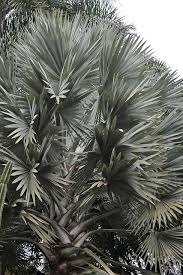 Image result for Latania loddigesii