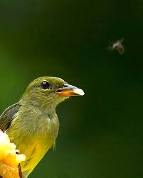 Masteran burung kemade atau cabe suara pikat burung kemade/talokan/cabean mp3 ampuh. Si Imut Burung Cabai Bunga Api Mongabay Co Id Mongabay Co Id