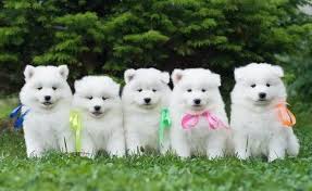 Browse thru samoyed puppies for sale in michigan, usa area listings on puppyfinder.com to find your perfect puppy. Male And Female Samoyed Puppies For Sale In Pinetown North Carolina Classified Americanlisted Com