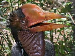 Thomas huxley (famed as more importantly, huxley concluded that the form of the astragalus in both the dinosaur and the bird were so similar that they must be closely related. Birds That Look Like Dinosaurs