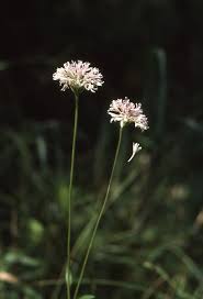 Image result for Mohria marginalis