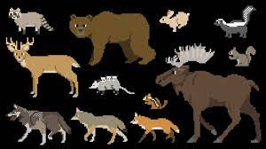 North American Forest Mammals Forest Animals The Kids Picture Show Fun Educational Youtube