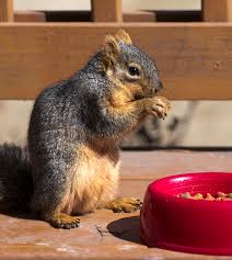 What Do Squirrels Eat What Our Furry Little Friends Find Tasty