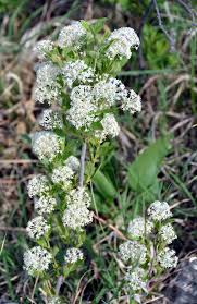 Image result for Chlorophytum perfoliatum