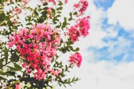 Check spelling or type a new query. 10 Most Common Flowering Trees In San Diego Tree Service