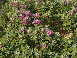 They are covered with the flowers are usually less than an inch wide, but are so abundant in number that they put on a beautiful. Cenizo Texas Sage Central Texas Gardener