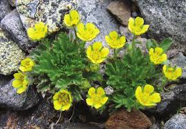 Species or Cultivar—Will It Make a Difference?