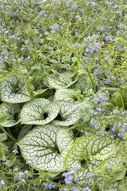 Image result for Sebaea brachyphylla