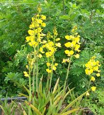 Image result for Eulophia streptopetala