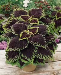 Image result for Coleus scutellarioides